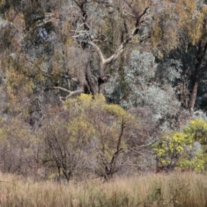Acacia pycnantha at Chiltern, VIC - 6 Aug 2023