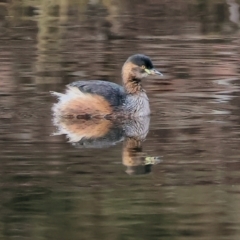 Tachybaptus novaehollandiae (Australasian Grebe) at Chiltern-Mt Pilot National Park - 6 Aug 2023 by KylieWaldon