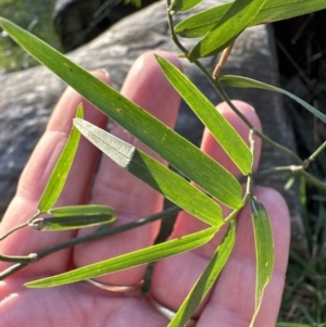 Geitonoplesium cymosum at Kangaroo Valley, NSW - 6 Aug 2023