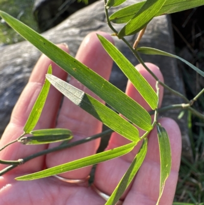 Geitonoplesium cymosum (Climbing Lily) at Kangaroo Valley, NSW - 6 Aug 2023 by lbradley