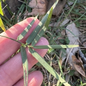 Geitonoplesium cymosum at Kangaroo Valley, NSW - 6 Aug 2023