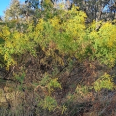 Acacia cardiophylla (Wyalong Wattle) at Mount Taylor - 6 Aug 2023 by LPadg