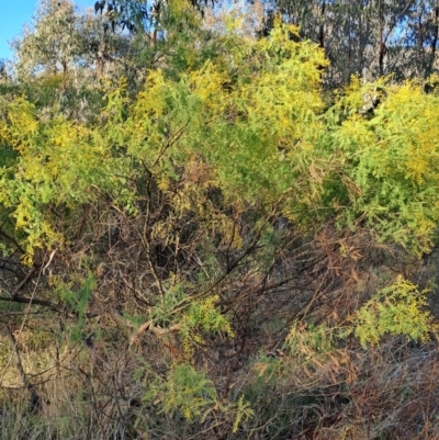 Acacia cardiophylla (Wyalong Wattle) at Mount Taylor - 6 Aug 2023 by LPadg