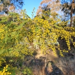 Acacia cardiophylla at Kambah, ACT - 6 Aug 2023