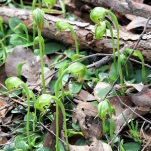 Pterostylis nutans at Chiltern, VIC - 6 Aug 2023