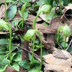 Pterostylis nutans at Chiltern, VIC - 6 Aug 2023