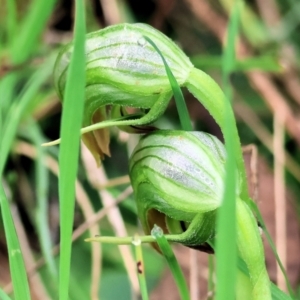 Pterostylis nutans at Chiltern, VIC - 6 Aug 2023