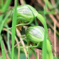 Pterostylis nutans at Chiltern, VIC - 6 Aug 2023