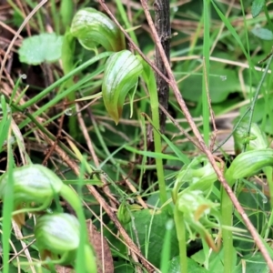 Pterostylis nutans at Chiltern, VIC - 6 Aug 2023