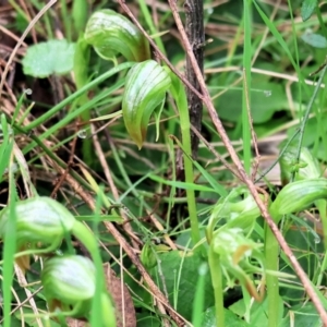 Pterostylis nutans at Chiltern, VIC - suppressed