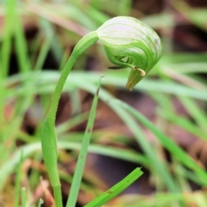 Pterostylis nutans at Chiltern, VIC - 6 Aug 2023