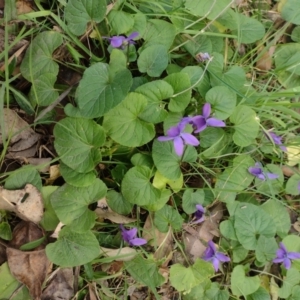 Viola odorata at Upper Kangaroo River, NSW - 6 Aug 2023