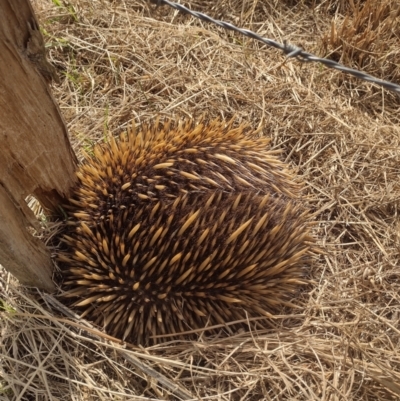 Tachyglossus aculeatus (Short-beaked Echidna) at Barrengarry, NSW - 5 Aug 2023 by Baronia