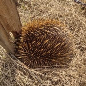 Tachyglossus aculeatus at Barrengarry, NSW - 5 Aug 2023