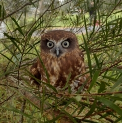 Ninox boobook (Southern Boobook) at Kangaroo Valley, NSW - 13 May 2023 by Baronia