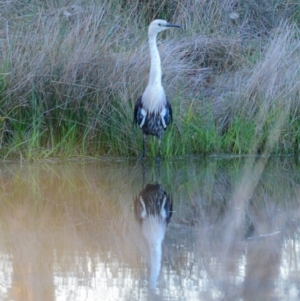 Ardea pacifica at Yass, NSW - 6 Aug 2023