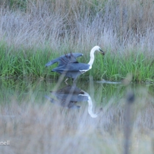 Ardea pacifica at Yass, NSW - 6 Aug 2023