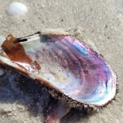 Trichomya hirsuta (Hairy Mussel) at Booderee National Park - 6 Aug 2023 by trevorpreston