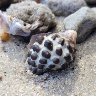 Tenguella marginalba (Mulberry shell) at Jervis Bay, JBT - 6 Aug 2023 by trevorpreston