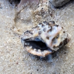 Tenguella marginalba at Jervis Bay, JBT - 6 Aug 2023 11:32 AM