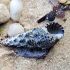 Unidentified Sea Snail or Limpet (Gastropoda) at Booderee National Park - 6 Aug 2023 by trevorpreston