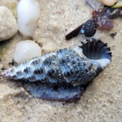 Unidentified Sea Snail or Limpet (Gastropoda) at Jervis Bay, JBT - 6 Aug 2023 by trevorpreston