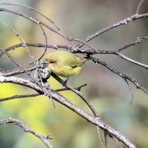 Acanthiza nana at Chiltern, VIC - 6 Aug 2023