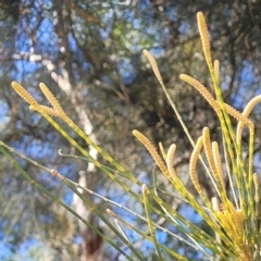 Casuarina glauca (Swamp She-oak) at Booderee National Park - 6 Aug 2023 by trevorpreston