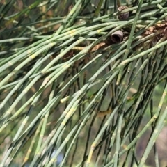 Casuarina glauca at Jervis Bay, JBT - 6 Aug 2023 11:22 AM