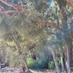 Casuarina glauca at Jervis Bay, JBT - 6 Aug 2023 11:22 AM