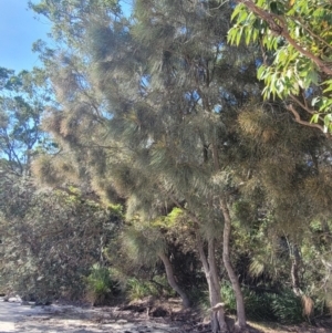 Casuarina glauca at Jervis Bay, JBT - 6 Aug 2023 11:22 AM