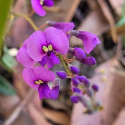 Hardenbergia violacea (False Sarsaparilla) at Booderee National Park - 6 Aug 2023 by trevorpreston