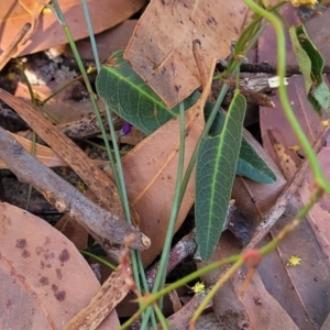 Hardenbergia violacea at Jervis Bay, JBT - 6 Aug 2023 11:19 AM