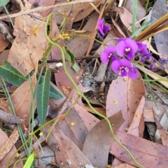 Hardenbergia violacea at Jervis Bay, JBT - 6 Aug 2023 11:19 AM