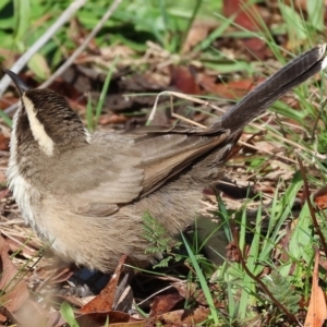 Pomatostomus superciliosus at Chiltern, VIC - 6 Aug 2023