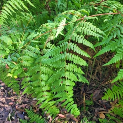 Histiopteris incisa (Bat's-Wing Fern) at Booderee National Park - 6 Aug 2023 by trevorpreston