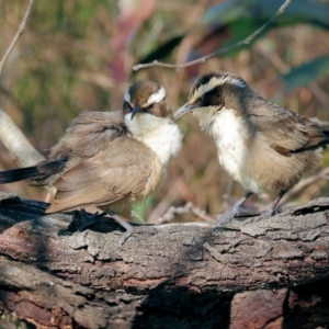 Pomatostomus superciliosus at Chiltern, VIC - 6 Aug 2023