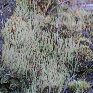 Cladonia sp. (genus) at Canberra Central, ACT - 2 Jul 2023 12:44 PM