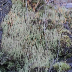 Cladonia sp. (genus) (Cup Lichen) at Canberra Central, ACT - 2 Jul 2023 by BarrieR