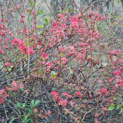 Chaenomeles speciosa (Flowering Quince) at Jerrabomberra, ACT - 6 Aug 2023 by Mike