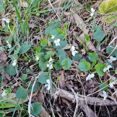 Viola odorata (Sweet Violet, Common Violet) at Jerrabomberra, ACT - 6 Aug 2023 by Mike