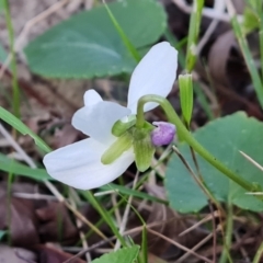 Viola odorata at Jerrabomberra, ACT - 6 Aug 2023