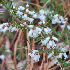 Cryptandra amara (Bitter Cryptandra) at Isaacs, ACT - 6 Aug 2023 by Mike