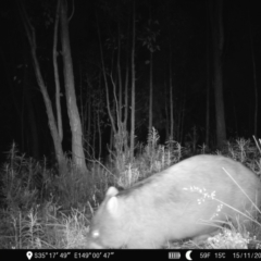 Vombatus ursinus (Common wombat, Bare-nosed Wombat) at Piney Ridge - 14 Nov 2022 by teeniiee