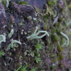 Unverified Lichen, Moss or other Bryophyte at Canberra Central, ACT - 2 Jul 2023 by BarrieR