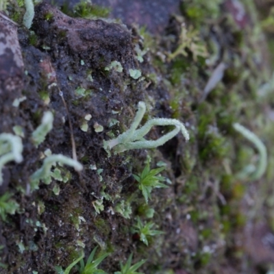 Unverified Lichen, Moss or other Bryophyte at Canberra Central, ACT - 2 Jul 2023 by BarrieR