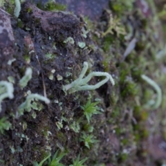 Unidentified Lichen, Moss or other Bryophyte at ANBG South Annex - 2 Jul 2023 by BarrieR