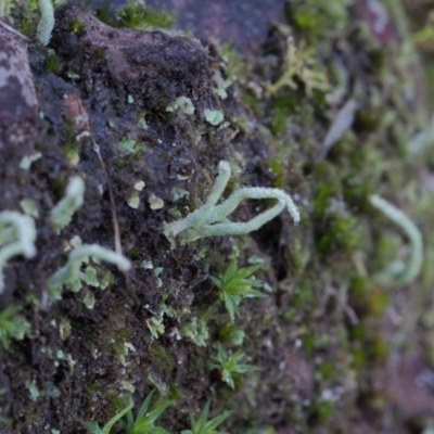 Unidentified Lichen, Moss or other Bryophyte at Canberra Central, ACT - 2 Jul 2023 by BarrieR