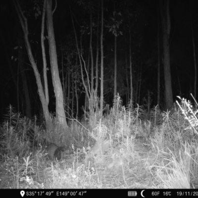 Trichosurus vulpecula (Common Brushtail Possum) at Block 402 - 18 Nov 2022 by teeniiee