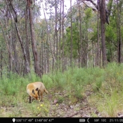 Vulpes vulpes (Red Fox) at Denman Prospect, ACT - 21 Nov 2022 by teeniiee